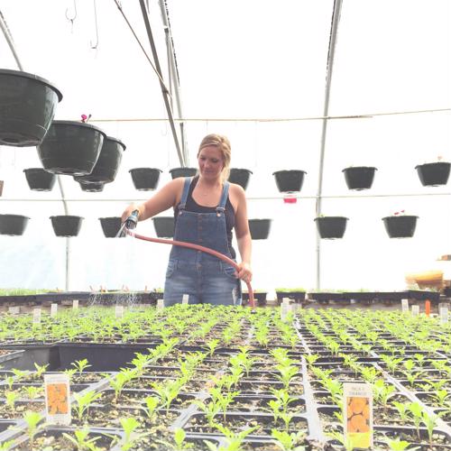 Greenhouse farmers are growing cannabis in larger quantities, partially due to consumer demand being higher than anticipated.